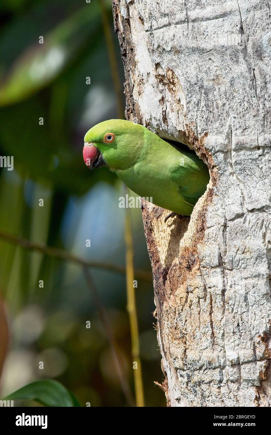 Parakeet à rosé (Psittacula krameri) à son nid trou près de Matara, Sri Lanka. Banque D'Images