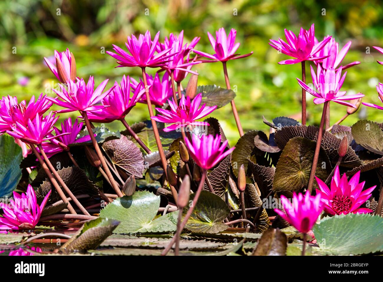 Le Lotus bleu ou le Lily rouge (Nymphaea nouchali) est la fleur nationale du Sri Lanka, la rivière Nilwala, Matara, Sri Lanka. Banque D'Images