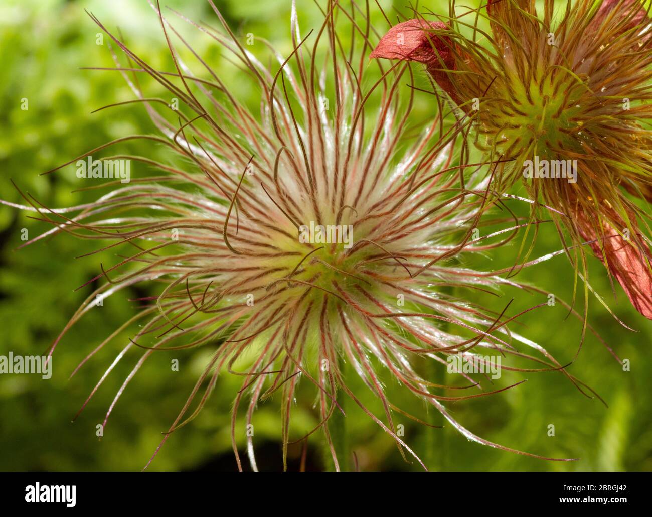 Pasque flower seedhead Banque D'Images