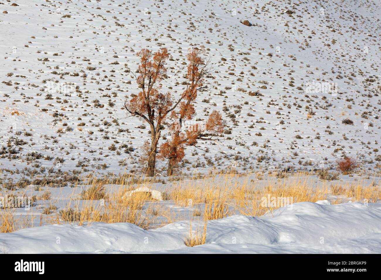 WY04550-00...WYOMING - les arbres de Cottonwood dans la région de Lamar Valley du parc national de Yellowstone. Banque D'Images