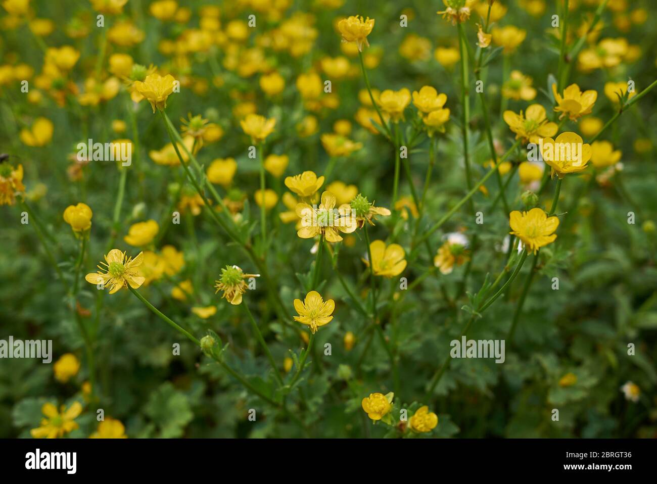 Fleurs jaunes de Ranunculus bulbosus et feuilles texturées Banque D'Images