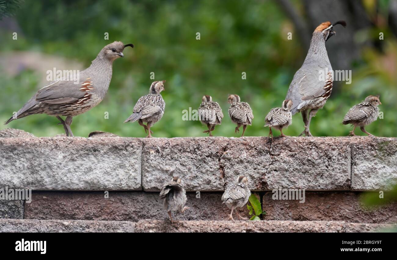 Une famille de poussins de caille ont une sortie avec maman et papa. Banque D'Images