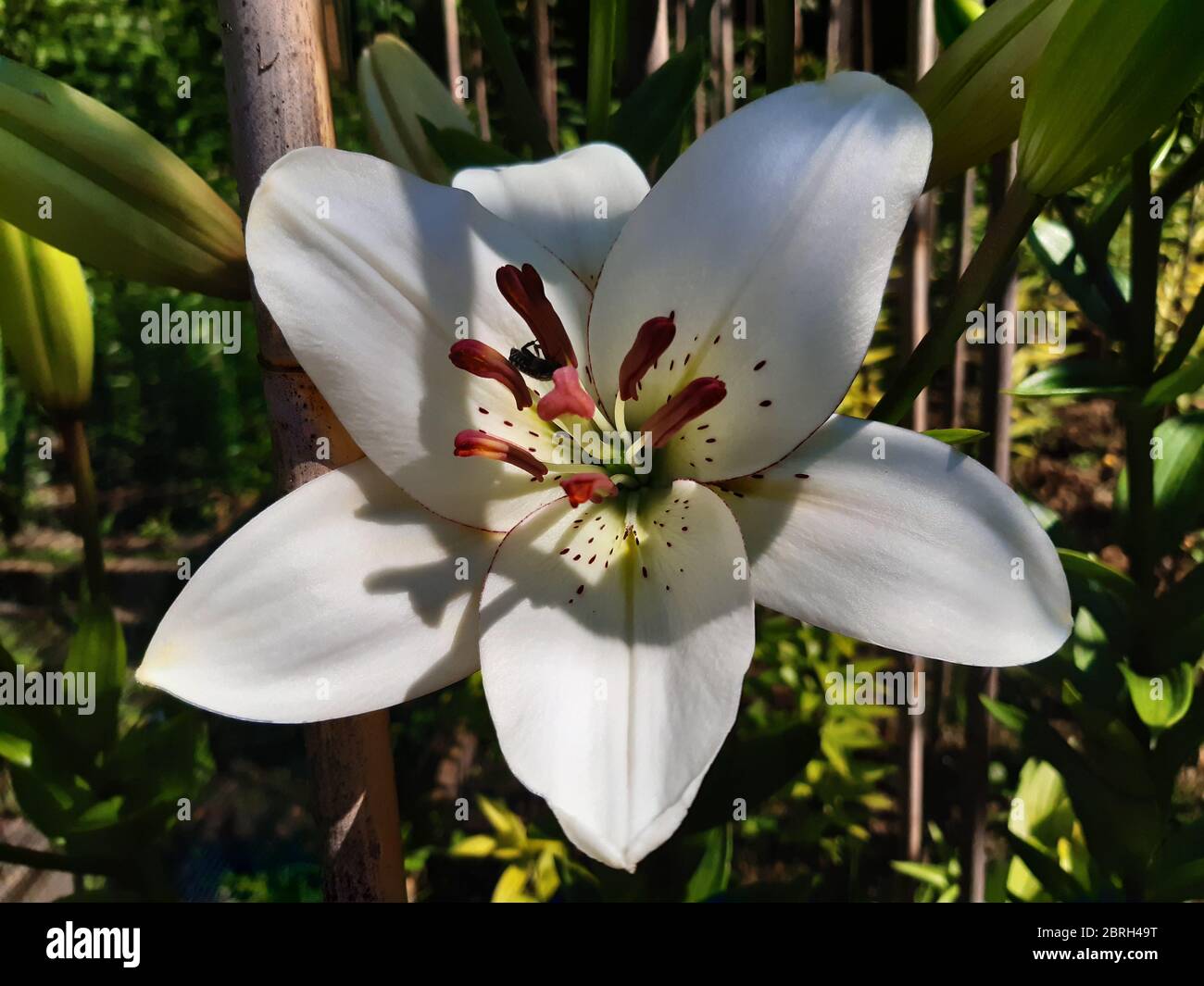 L'eyeliner Lilium Banque D'Images