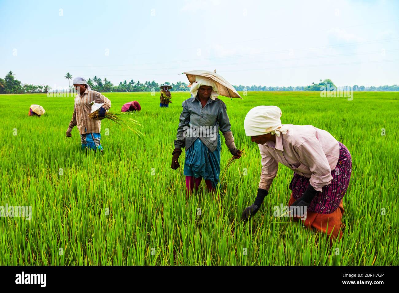 ALAPPUZHA, INDE - Le 19 mars 2012 : les agriculteurs non identifiés travaillant dans le champ de riz de beauté en Asie Banque D'Images