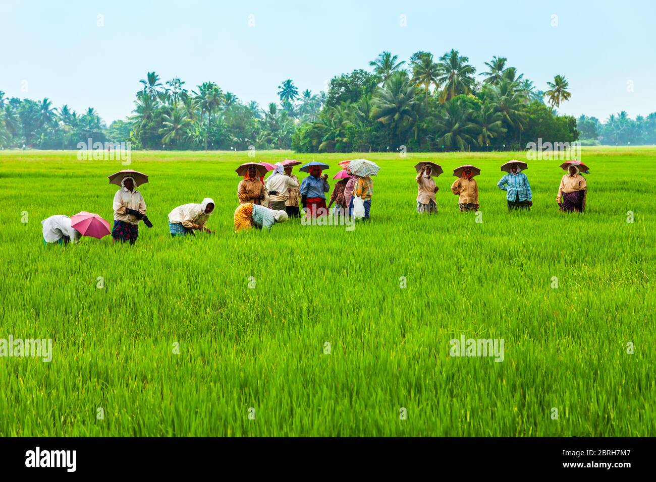 ALAPPUZHA, INDE - Le 19 mars 2012 : les agriculteurs non identifiés travaillant dans le champ de riz de beauté en Asie Banque D'Images