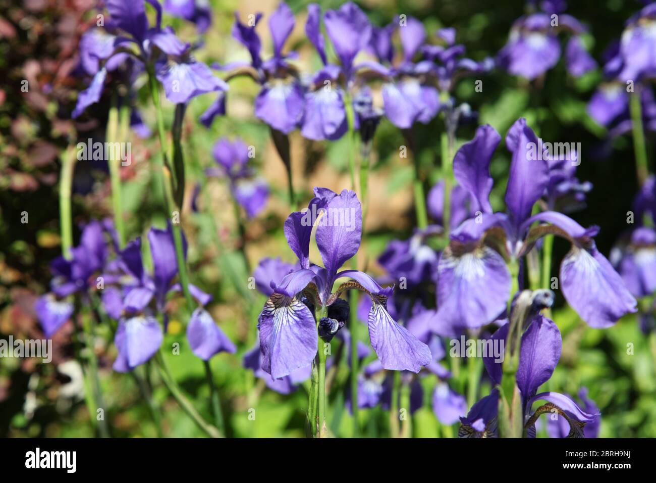 Blue Iris versicolor poussant dans le jardin britannique Banque D'Images