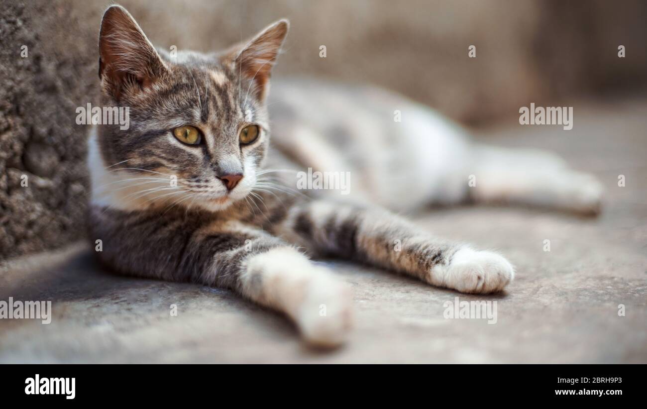 Joli Chat Gris Cendre Se Detendre Sur Le Sol En Pierre A L Exterieur Photo Stock Alamy