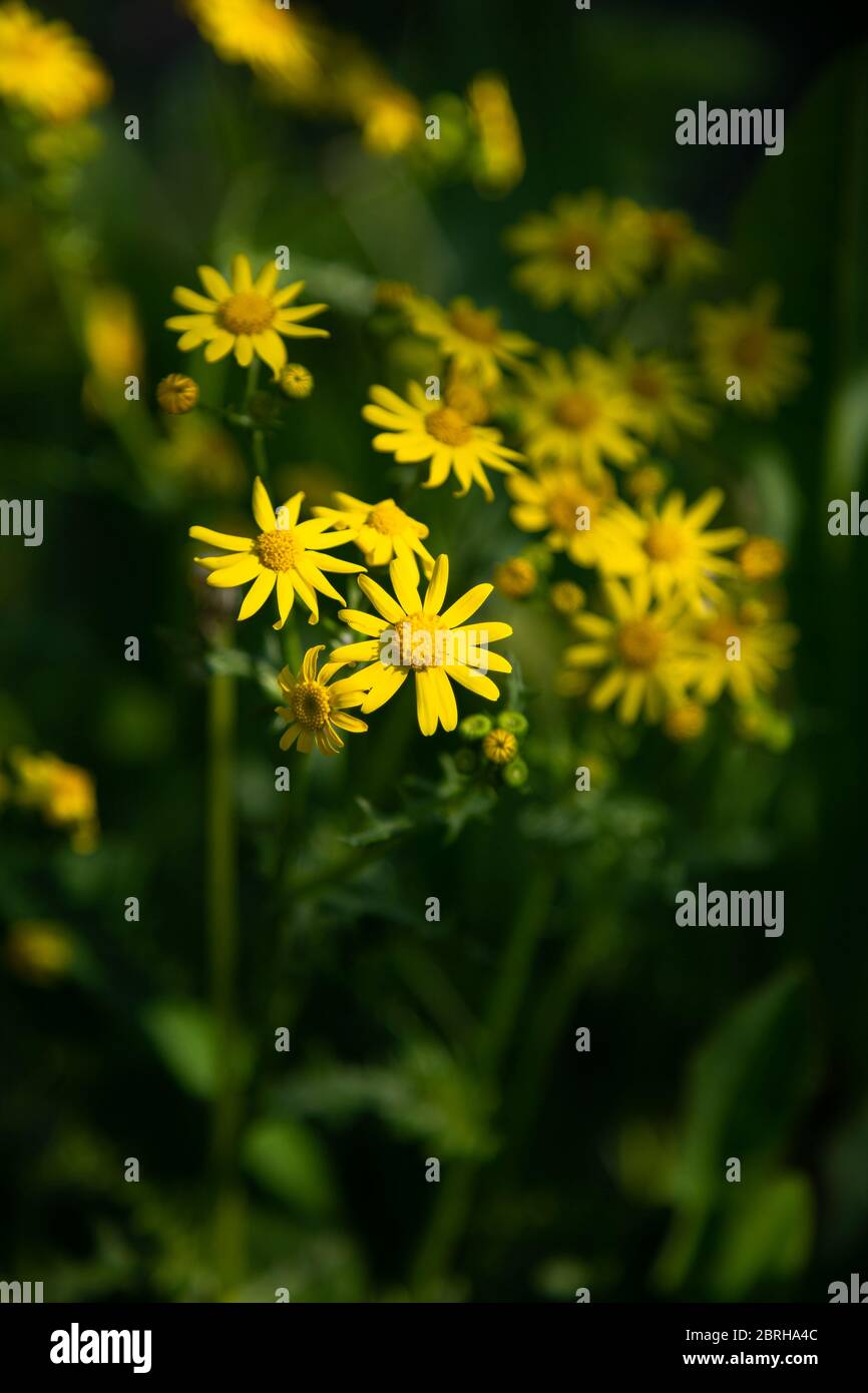 Fleurs sauvages de Jacobaea vulgaris sur un fond vert foncé flou. Ragwort (Jacobaea vulgaris) sur le terrain. Banque D'Images