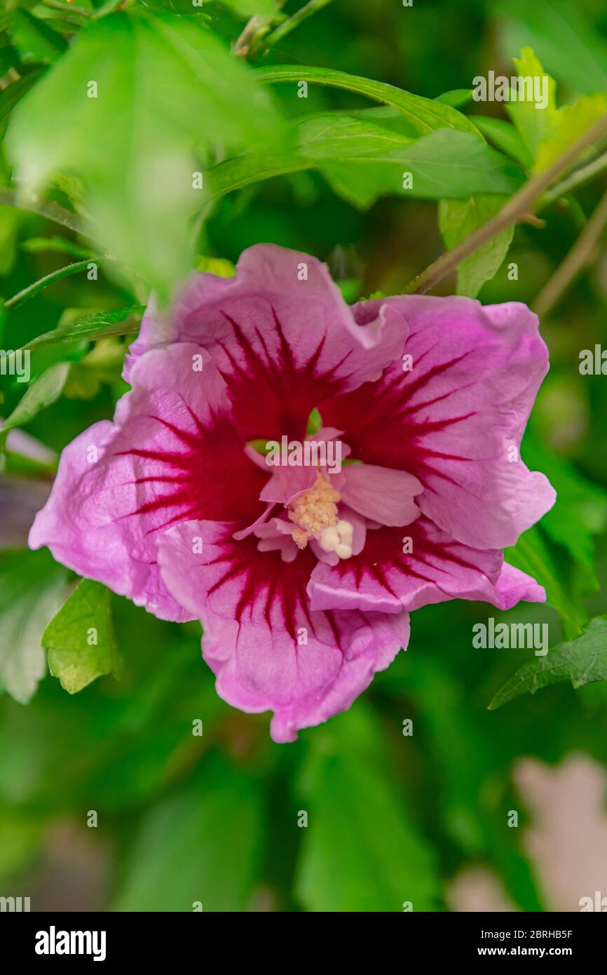 Fleur d'hibiscus syriacus, floraison avec des feuilles vertes Banque D'Images