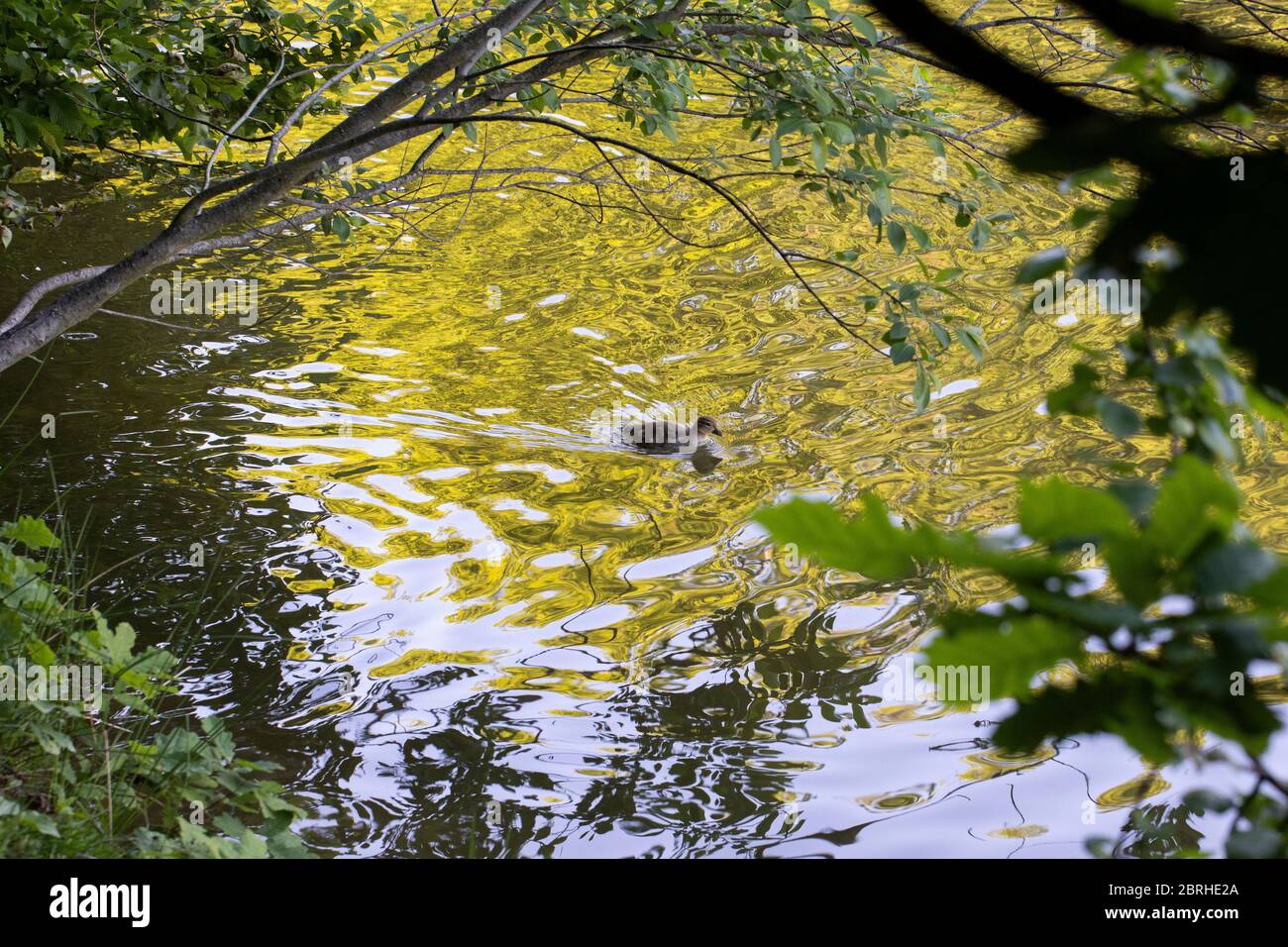 Un canard nageant dans un lac photographié à travers des branches d'arbre Banque D'Images