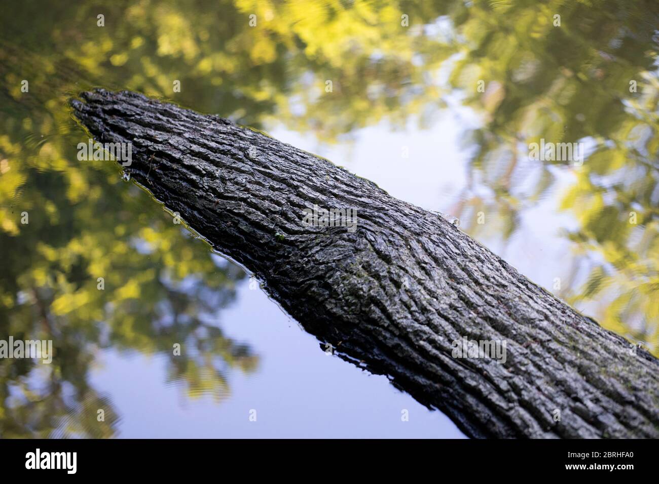 Une bûche d'arbre dans un lac reflétant les arbres de la forêt Banque D'Images