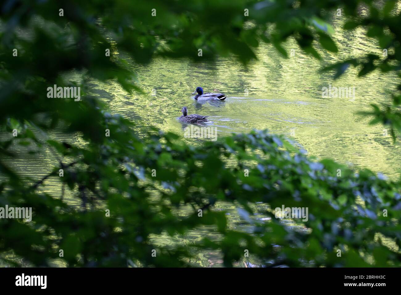 Deux canards nageant dans un lac photographié à travers des branches d'arbres Banque D'Images