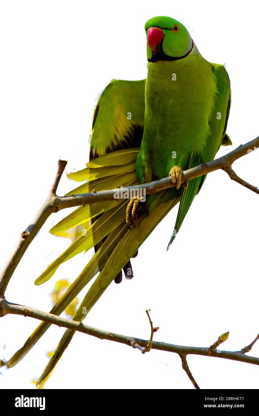 Perroquet de couleur verte et bleue isolé sur UN fond transperant. Banque D'Images