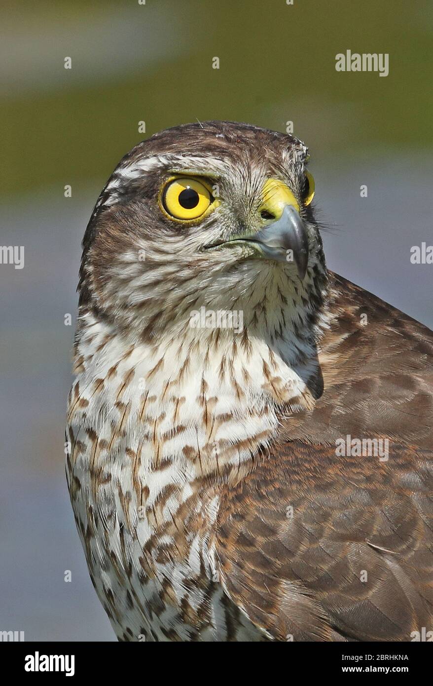 Sperrowhawk eurasien (Accipiter nisus nisus) gros plan du chef d'Eccles-on-Sea immatures, Norfolk, Royaume-Uni Mai Banque D'Images