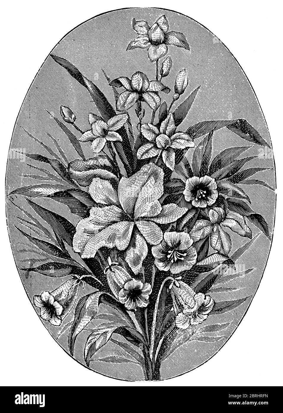 Décoration fleurie à broderie machine. Illustration du XIXe siècle. Fond blanc. Banque D'Images