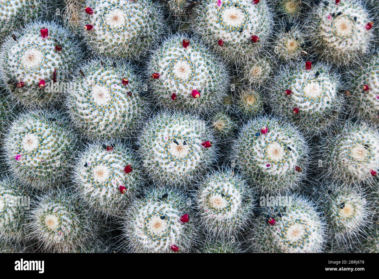 Vue de haut en bas du cactus à deux épines (mammillaria geminispina) après la floraison, avec des fruits rouges. Arrière-plan naturel détaillé intéressant. Banque D'Images