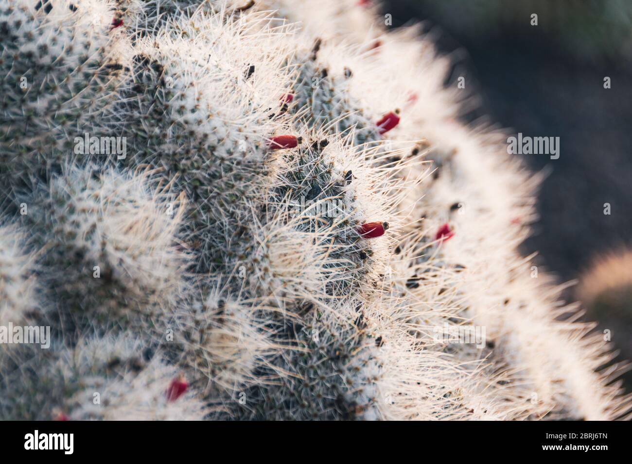 Mammillaria geminispina (cactus à deux épines) avec des pointes blanches et des fruits rouges. Gros plan sur un cactus en plein air dans le jardin de Cactus sur Lanzarote. Banque D'Images