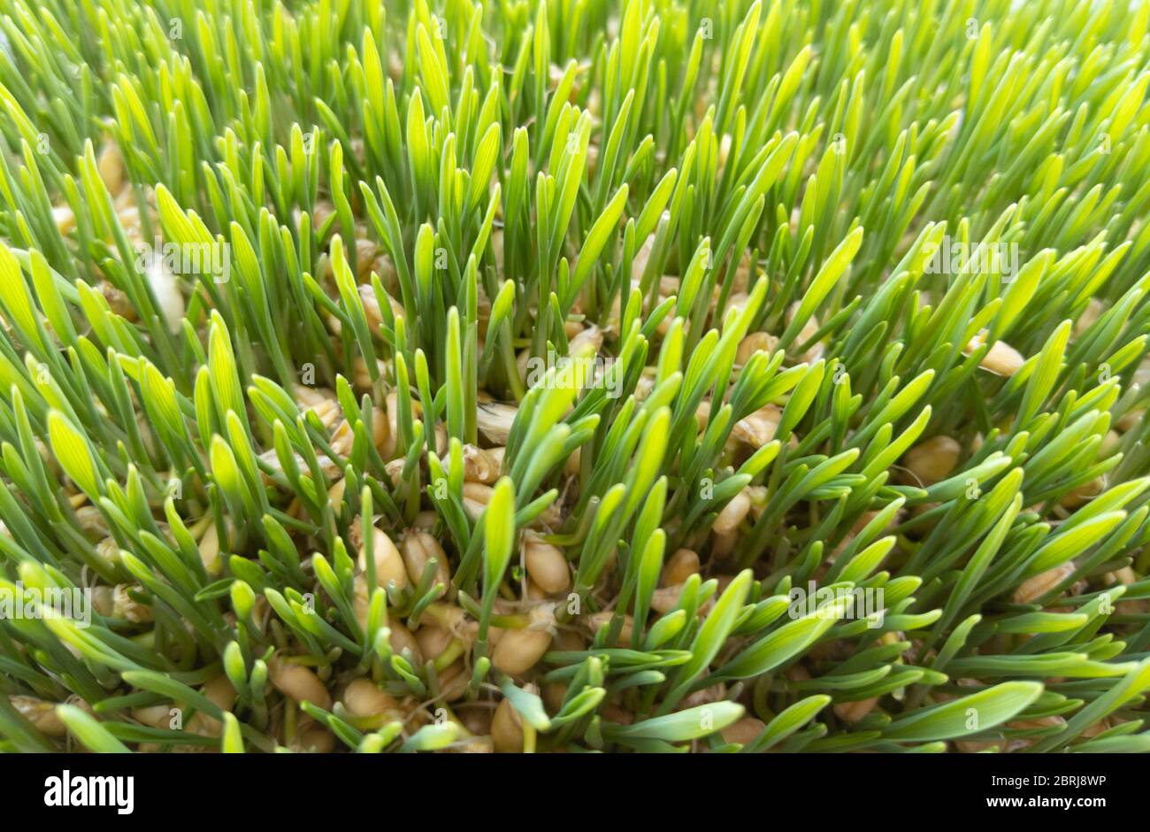 Jeunes pousses de blé. Herbe verte. Vue de dessus. Photo. Banque D'Images