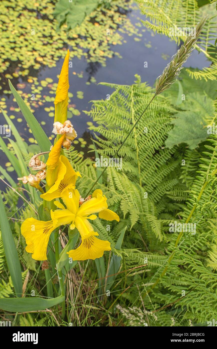 Fleur d'iris jaune près de l'étang de jardin avec de riches plantes de fougères sur le fond. Van Dusen Botanical Garden, Vancouver (Colombie-Britannique), Canada. Banque D'Images