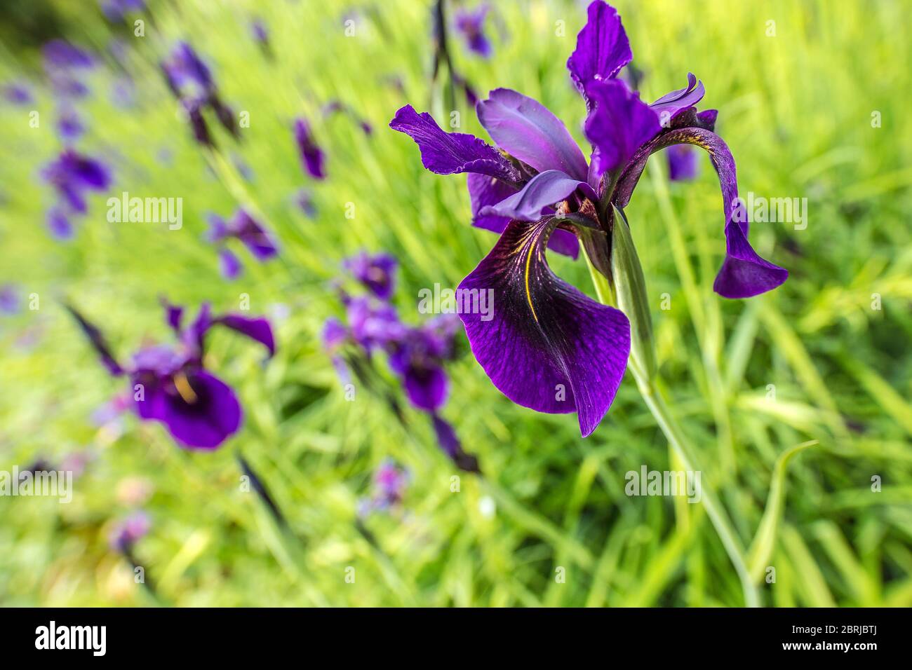 Grand angle de vue de la fleur de l'iris violet sur fond vert vif et floral violet. Composition dynamique en diagonale, sujet principal bien isolé. Banque D'Images