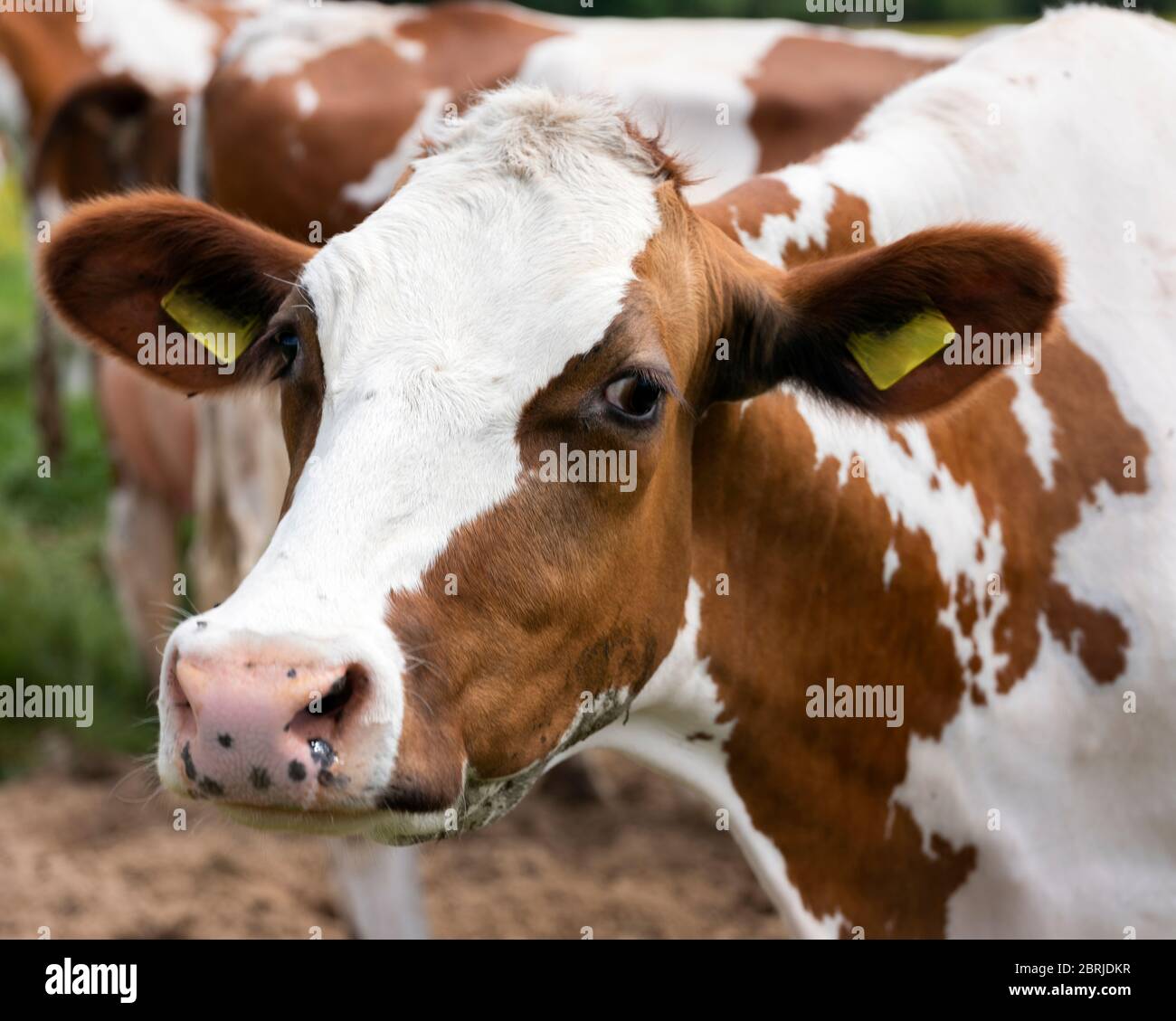 tête de vache à pois rouge et blanc Banque D'Images