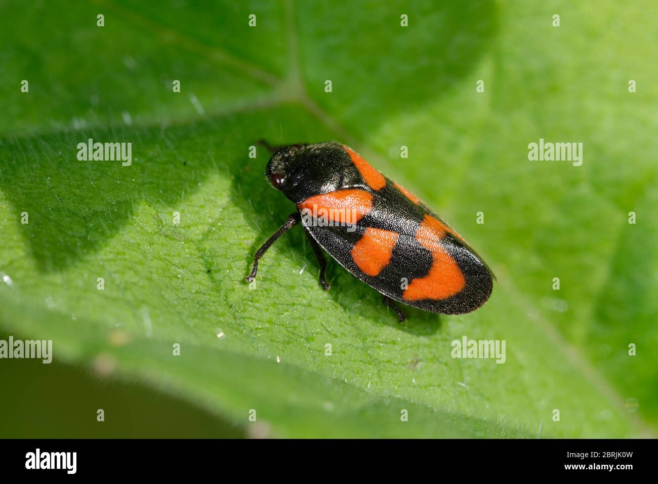 Froghopper rouge et noir - Cercovis vulnerata sur la feuille Banque D'Images