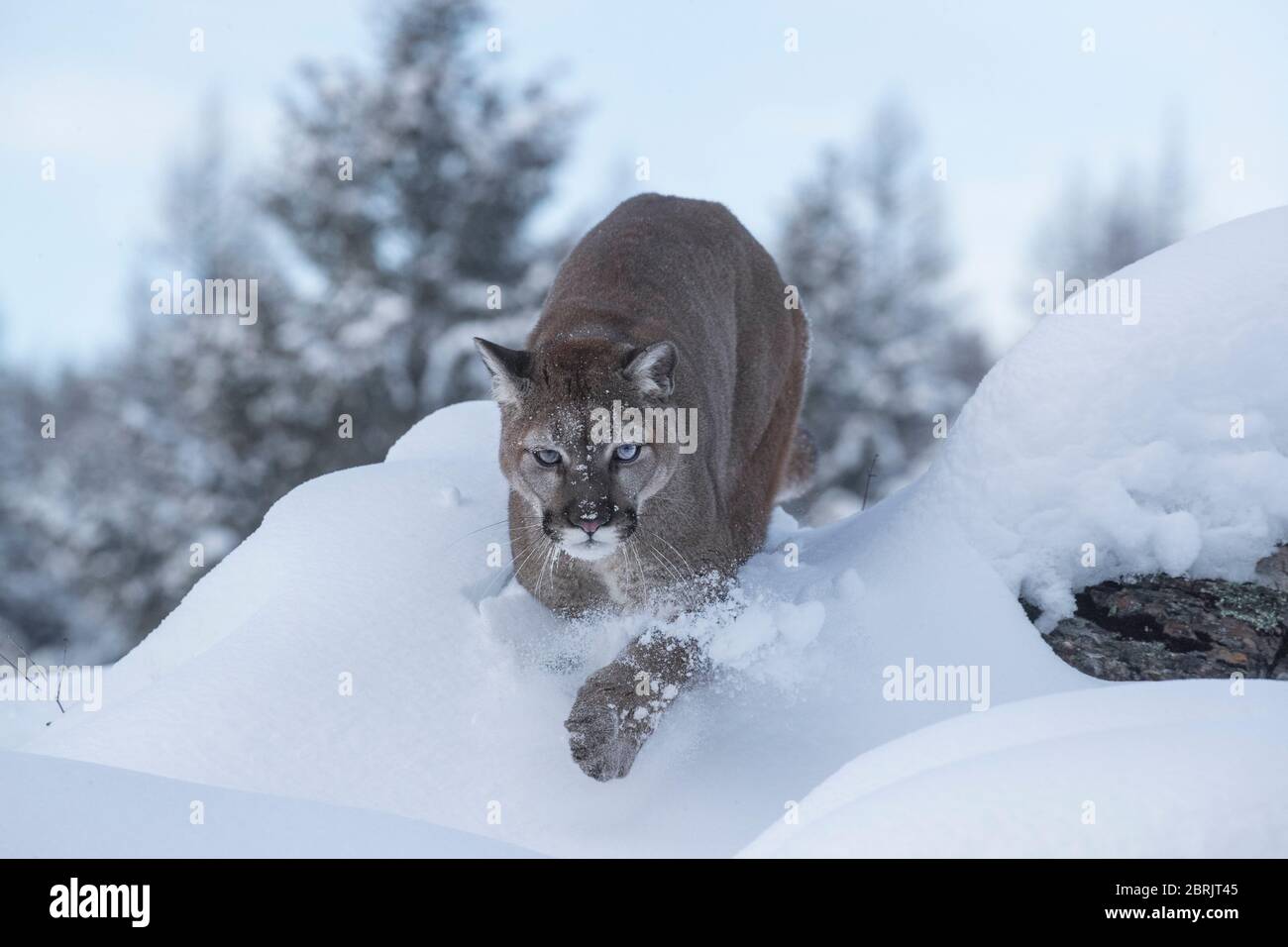 Mountain lion en hiver, Montana Banque D'Images