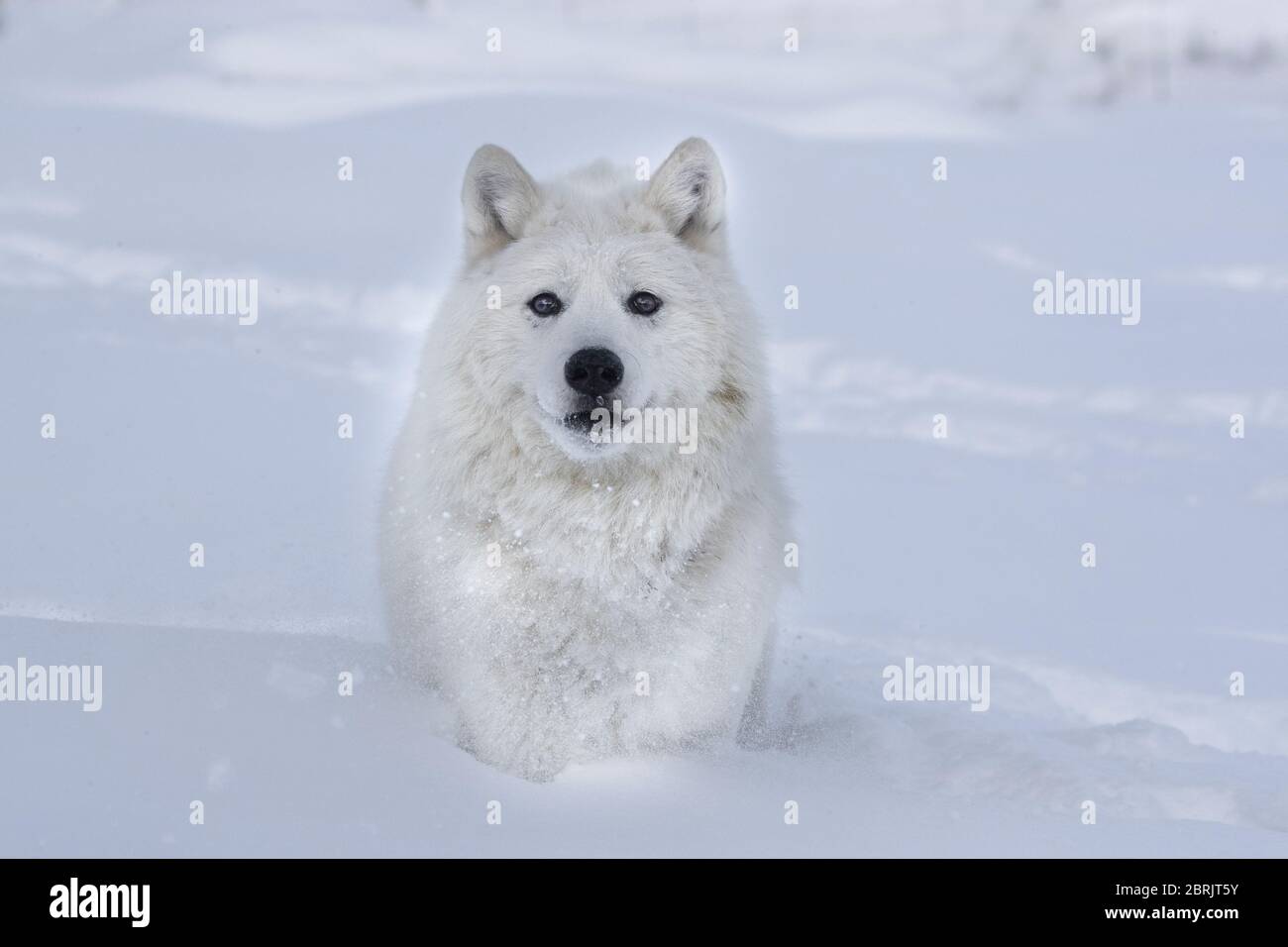 Loup arctique en hiver, Montana Banque D'Images