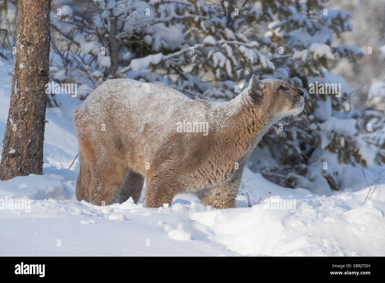 Mountain lion en hiver, Montana Banque D'Images