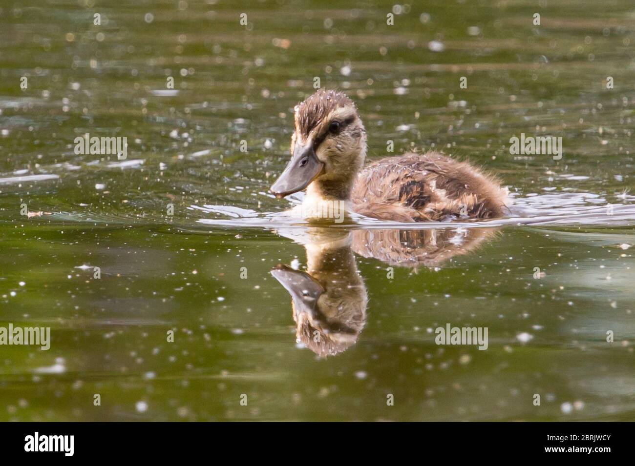 jeune canard sur un lac Banque D'Images