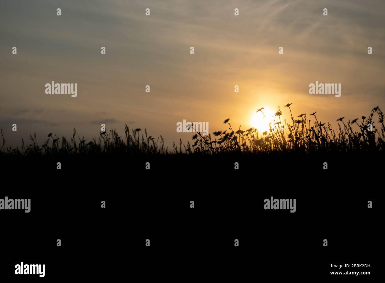 Une silhouette d'un champ de fleurs sauvages sur un fond flou du soleil qui se brise à travers les nuages lors d'une soirée d'été à Norfolk, en Angleterre Banque D'Images