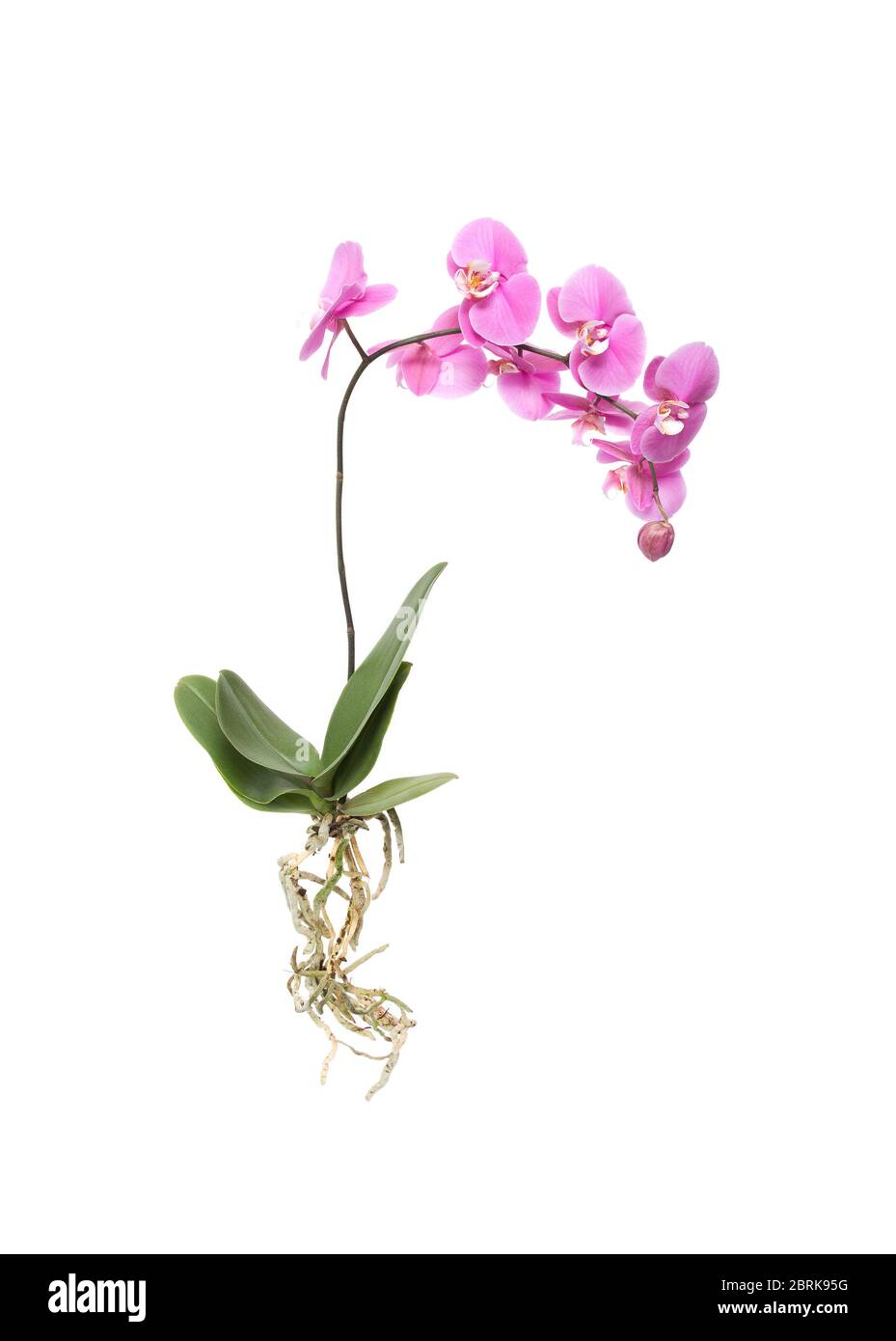 Orchidée rose entière avec racines sur fond blanc isolé Banque D'Images