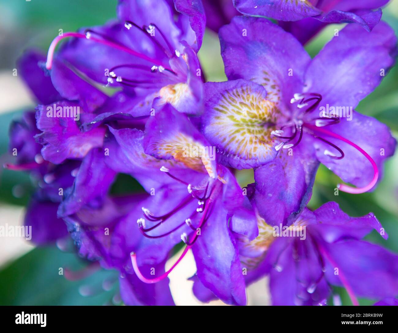 Photographie macro iris violet profond Banque D'Images