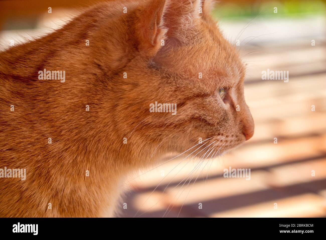 chat rouge - vue rapprochée de la tête d'un chat au gingembre, à l'extérieur dans le jardin Banque D'Images