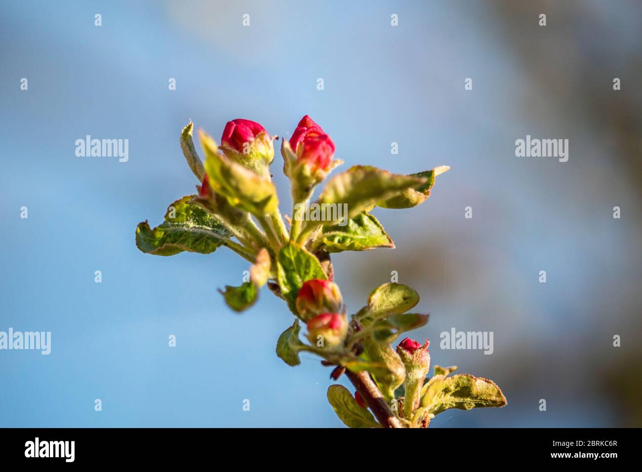 boutons de pomme rouge - boutons de floraison sur les branches de pommier Banque D'Images