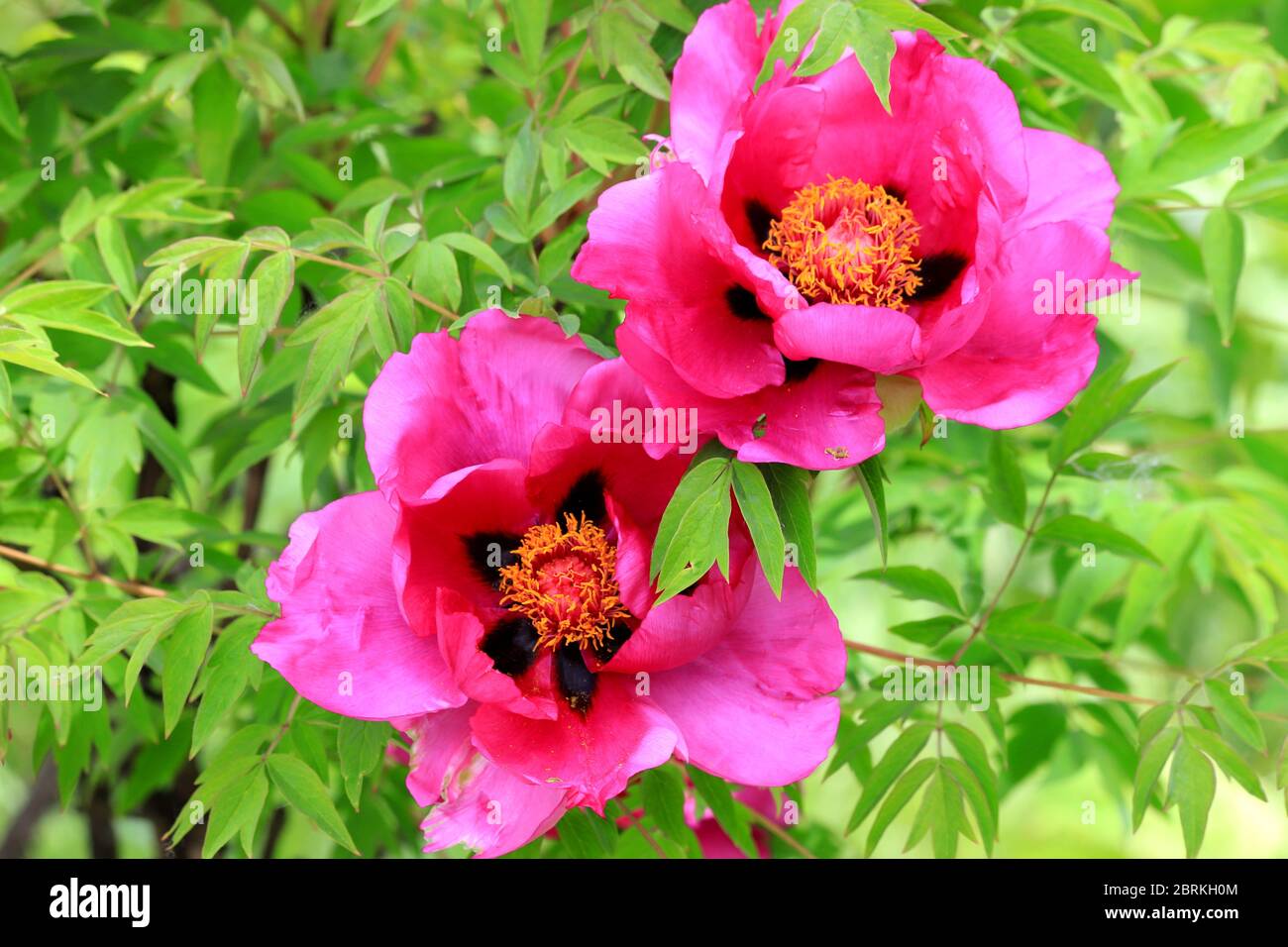 De belles pivoines roses rouges ont fleuri au printemps. Pittoresque fleur de pivoine sur le fond d'un buisson vert, à proximité, dans le jardin d'été Banque D'Images