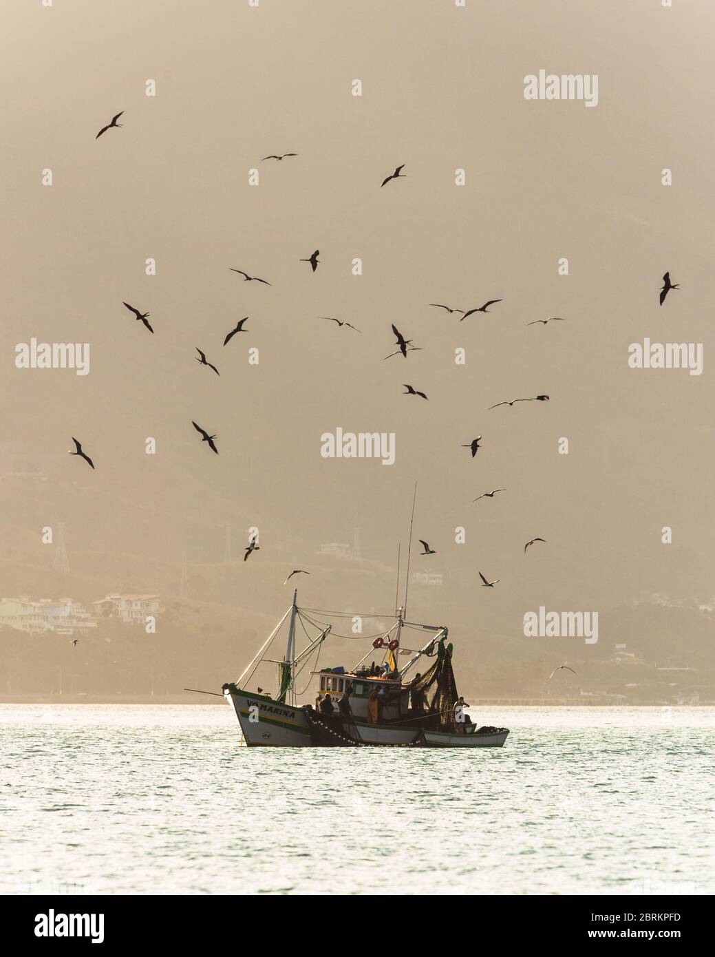 Chalutier commercial avec un groupe de Frigatebirds volant au-dessus, Ilhabela, Brésil Banque D'Images