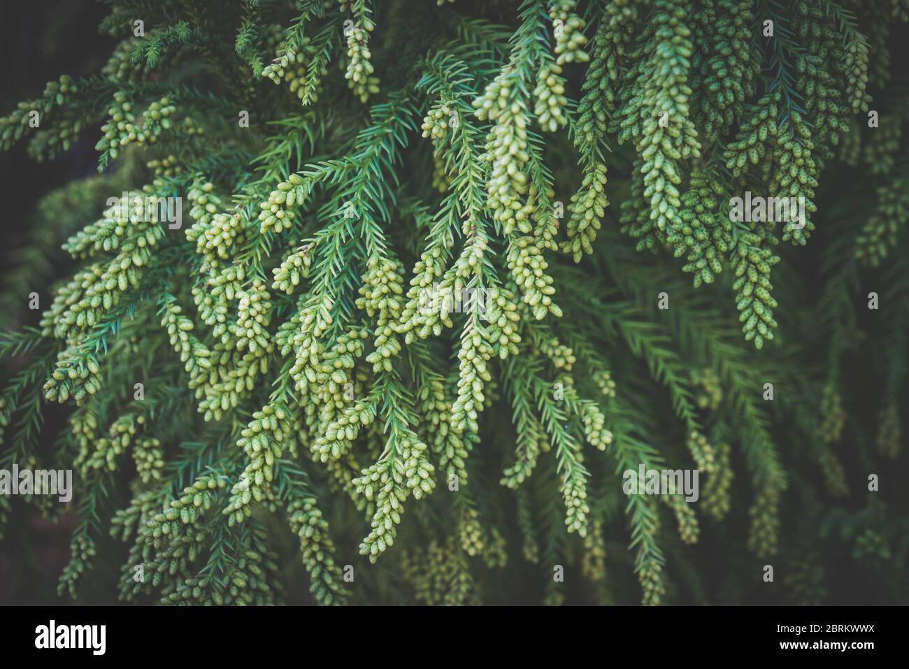 Branches avec cônes de pollen de Cryptomeria japonica communément connu sous le nom de cèdre japonais ou Sugi Banque D'Images