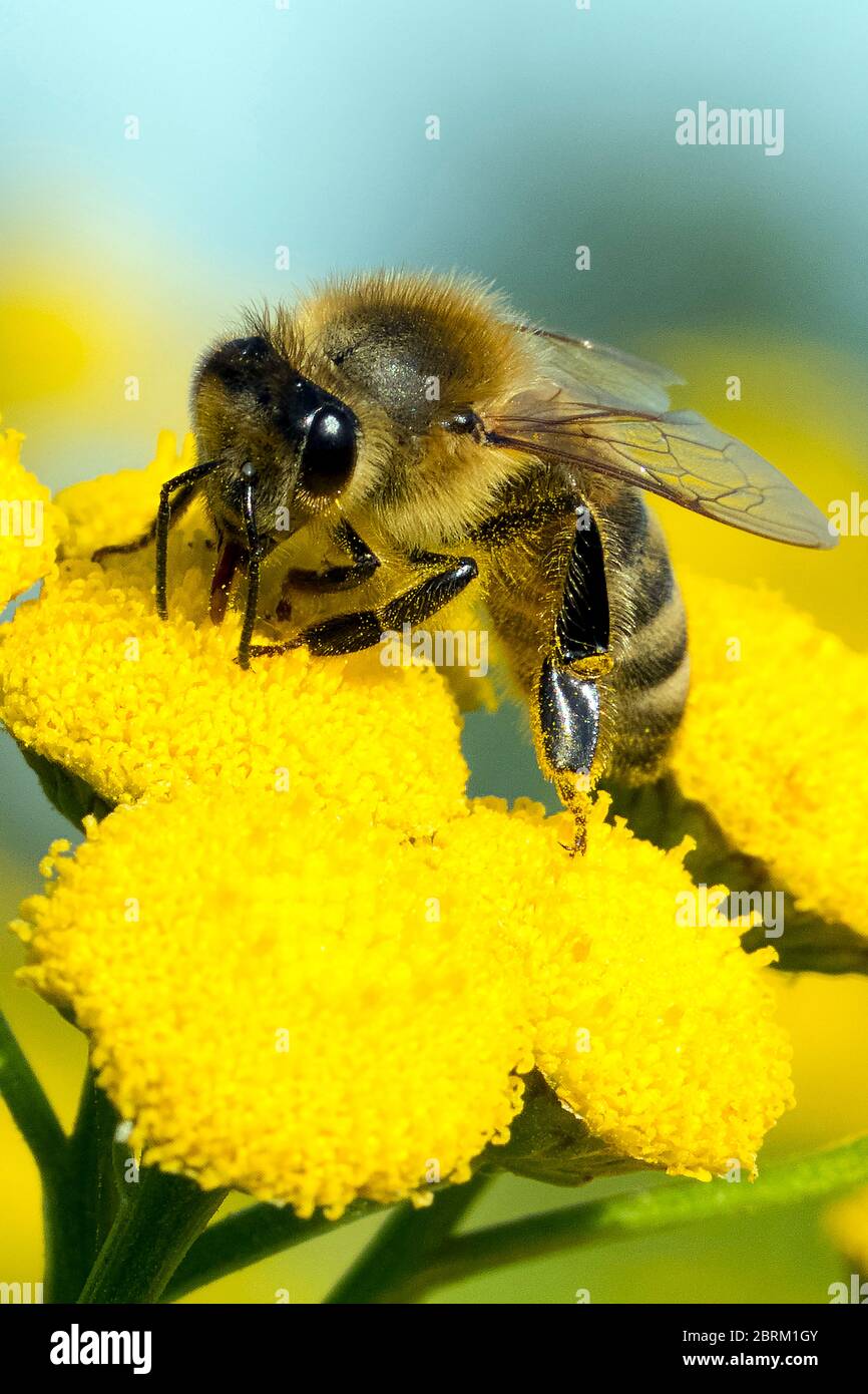 Westliche Honigbiene (API mellifera), Banque D'Images