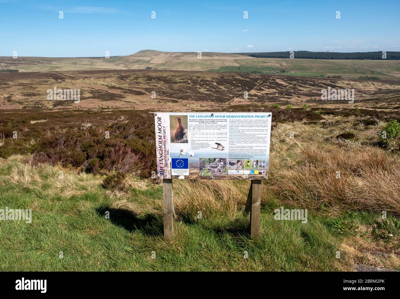 Langholm Moor : une mise en service communautaire a été mise en place et espère acheter le terrain des États-Unis de Buccleuch pour créer la réserve naturelle de la vallée de Tarras. Banque D'Images
