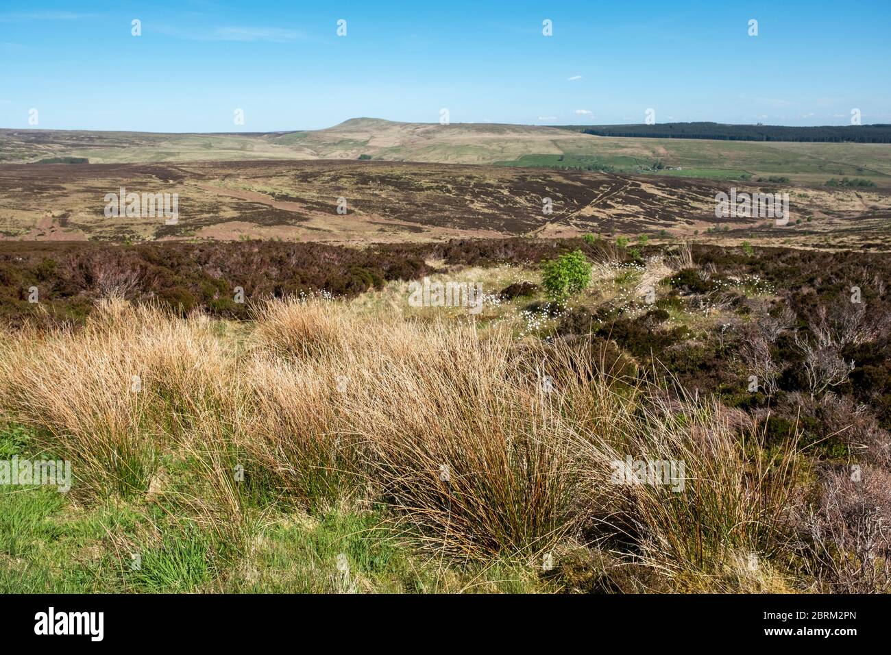 Langholm Moor : une mise en service communautaire a été mise en place et espère acheter le terrain des États-Unis de Buccleuch pour créer la réserve naturelle de la vallée de Tarras. Banque D'Images