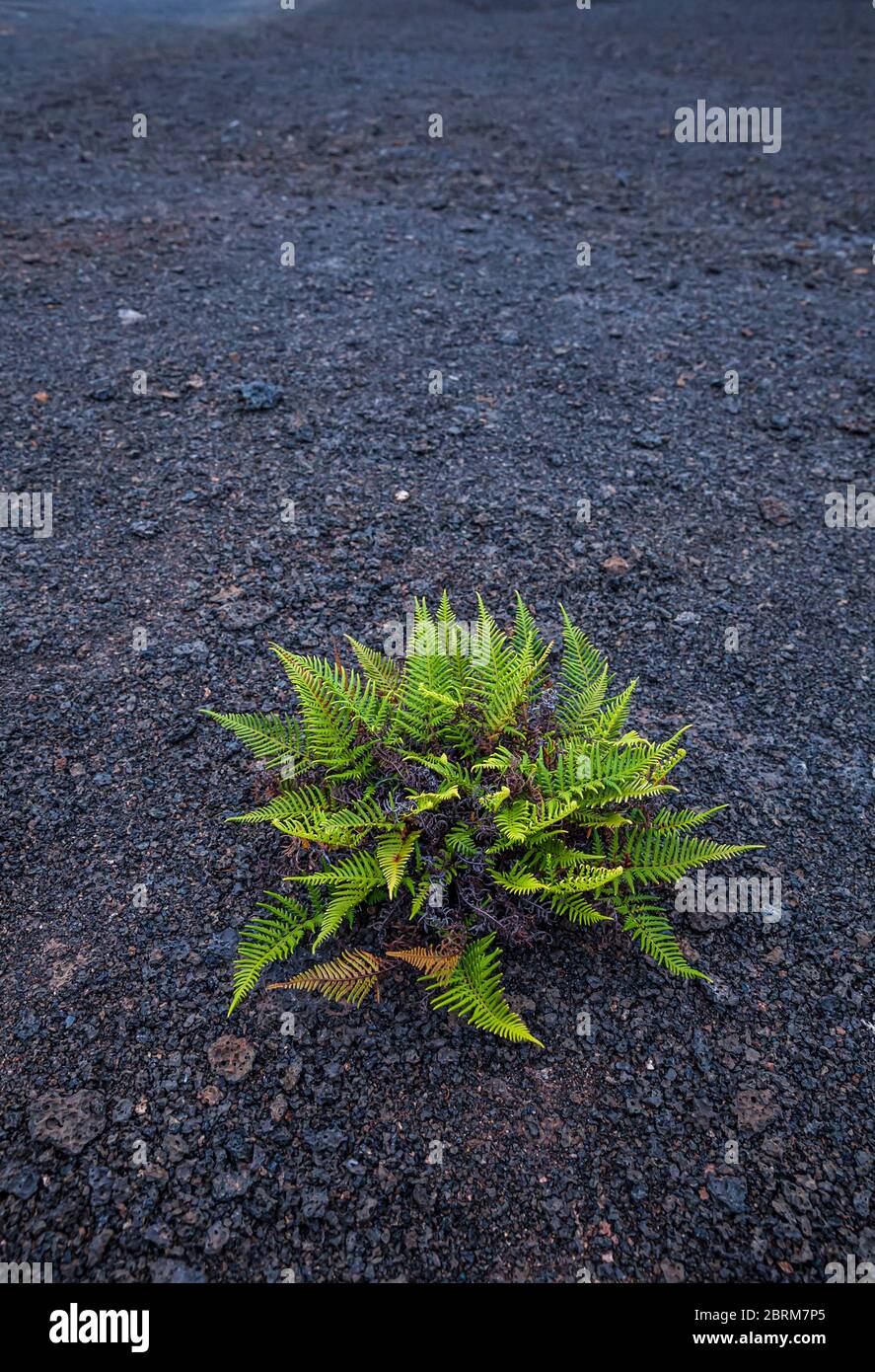 Une plante de fougères qui pousse sur le plancher de lave du cratère Kilauea Iki dans le parc national des volcans d'Hawaï, Hawai'i, Hawaii, États-Unis. Banque D'Images