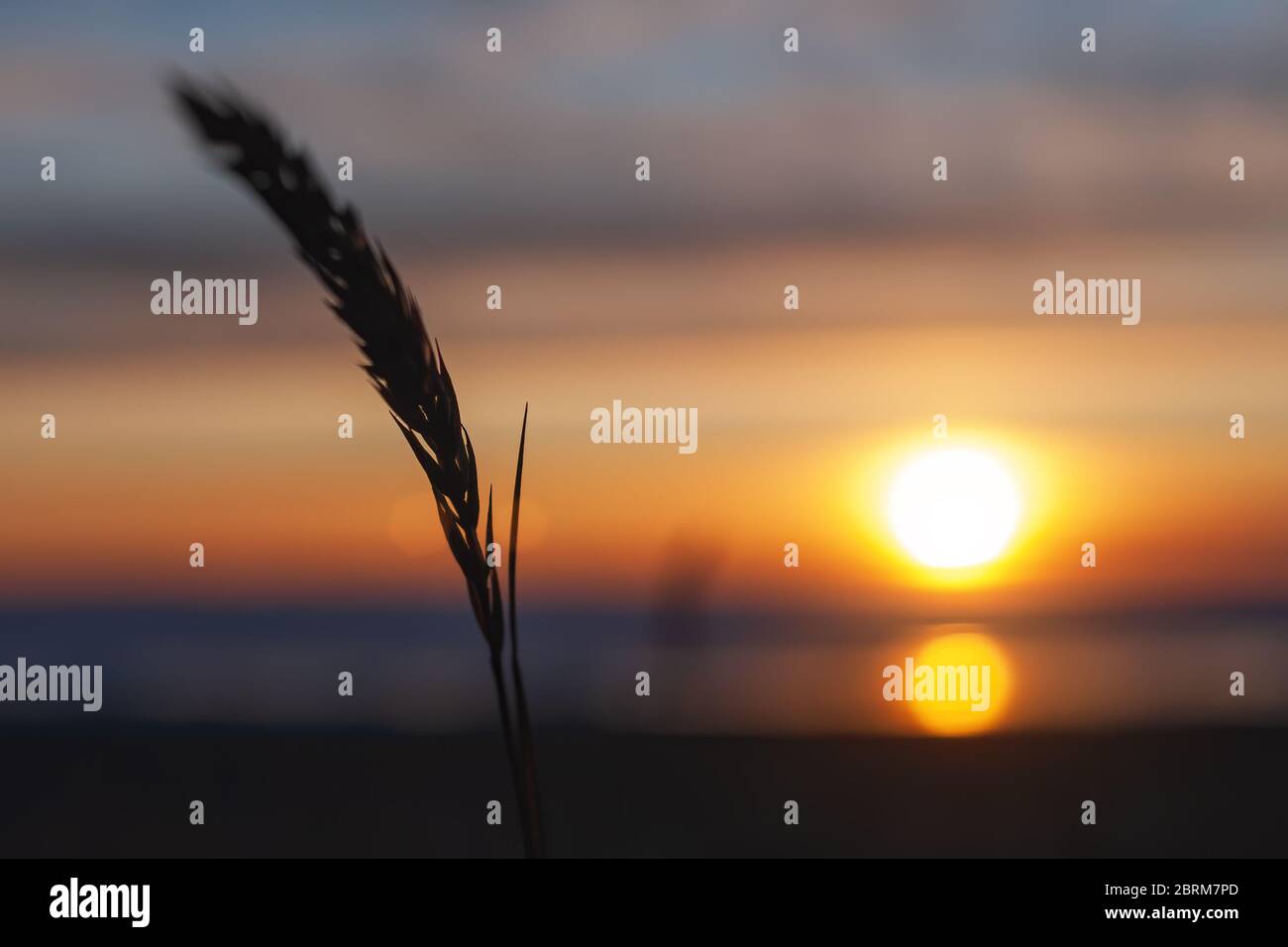 silhouette d'une pointe ou d'une lame d'herbe sur un fond de ciel flou et de coucher de soleil sur la mer Banque D'Images