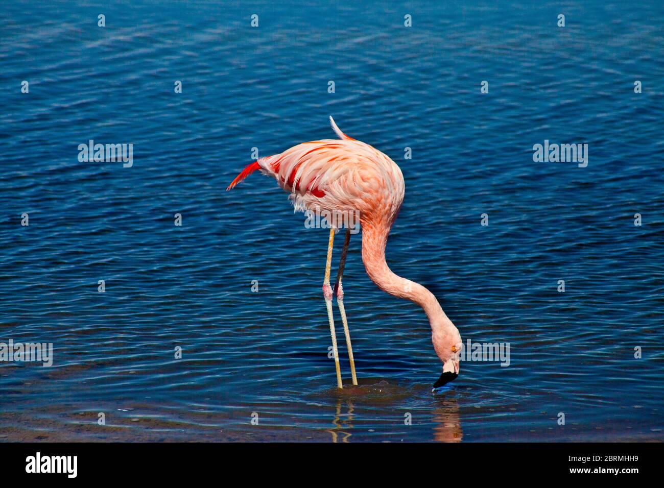 Flamingo sur le lac salé Atacama désert, Chili Banque D'Images