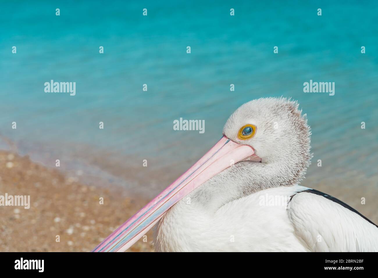 Pélican australien sauvage sur le rivage d'une plage de sable avec des eaux turquoise de l'océan Indien. Monkey Mia, Australie occidentale Banque D'Images