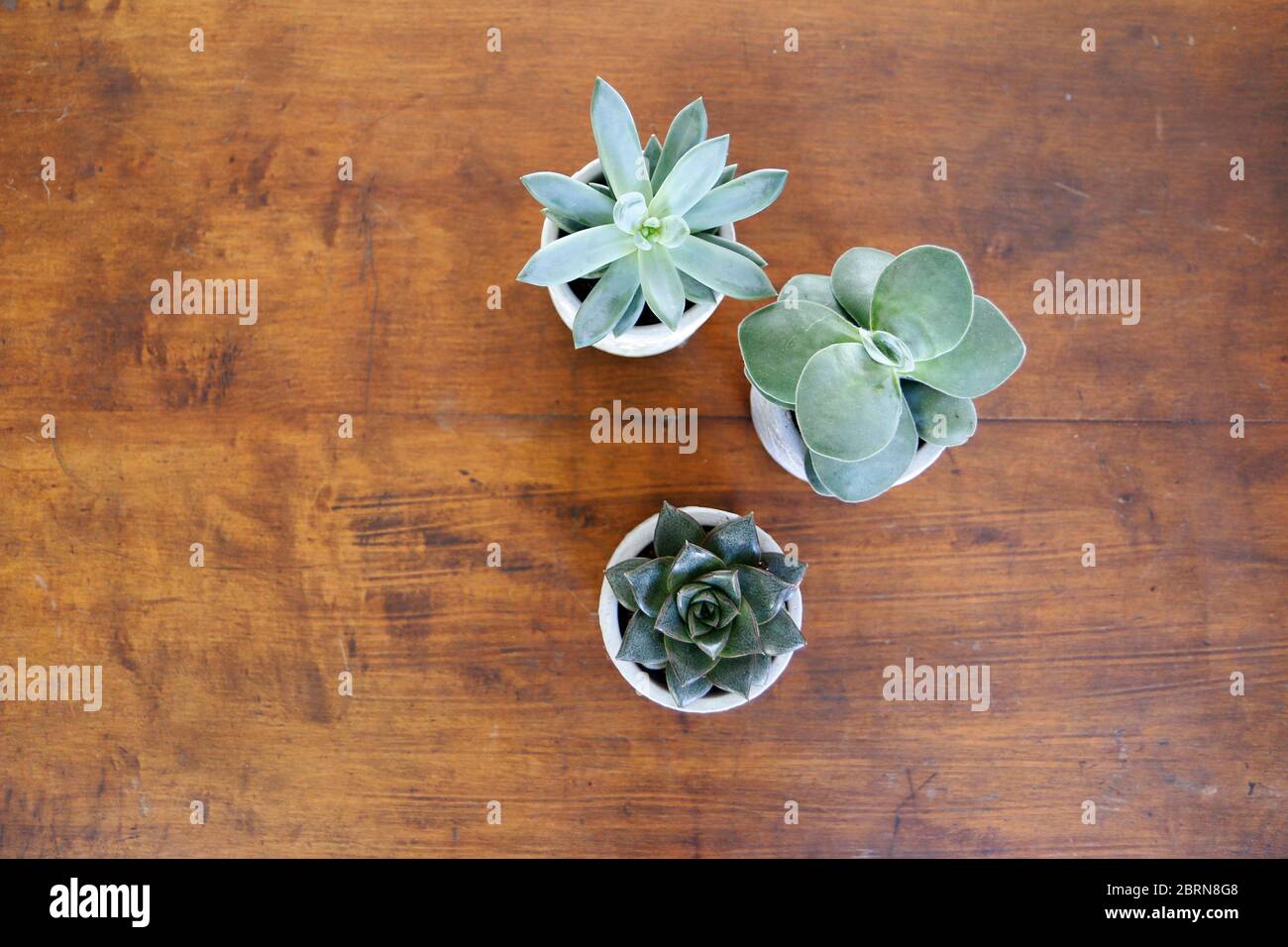 Trois petits succulents en pot Banque D'Images