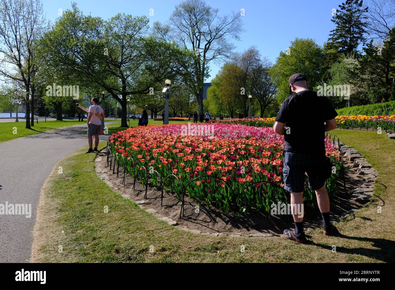 Distanciation sociale - les membres du public (les sections locales seulement, soi-disant) qui apprécient les tulipes dans le parc Commissioners dans le cadre du Festival canadien des tulipes. Banque D'Images