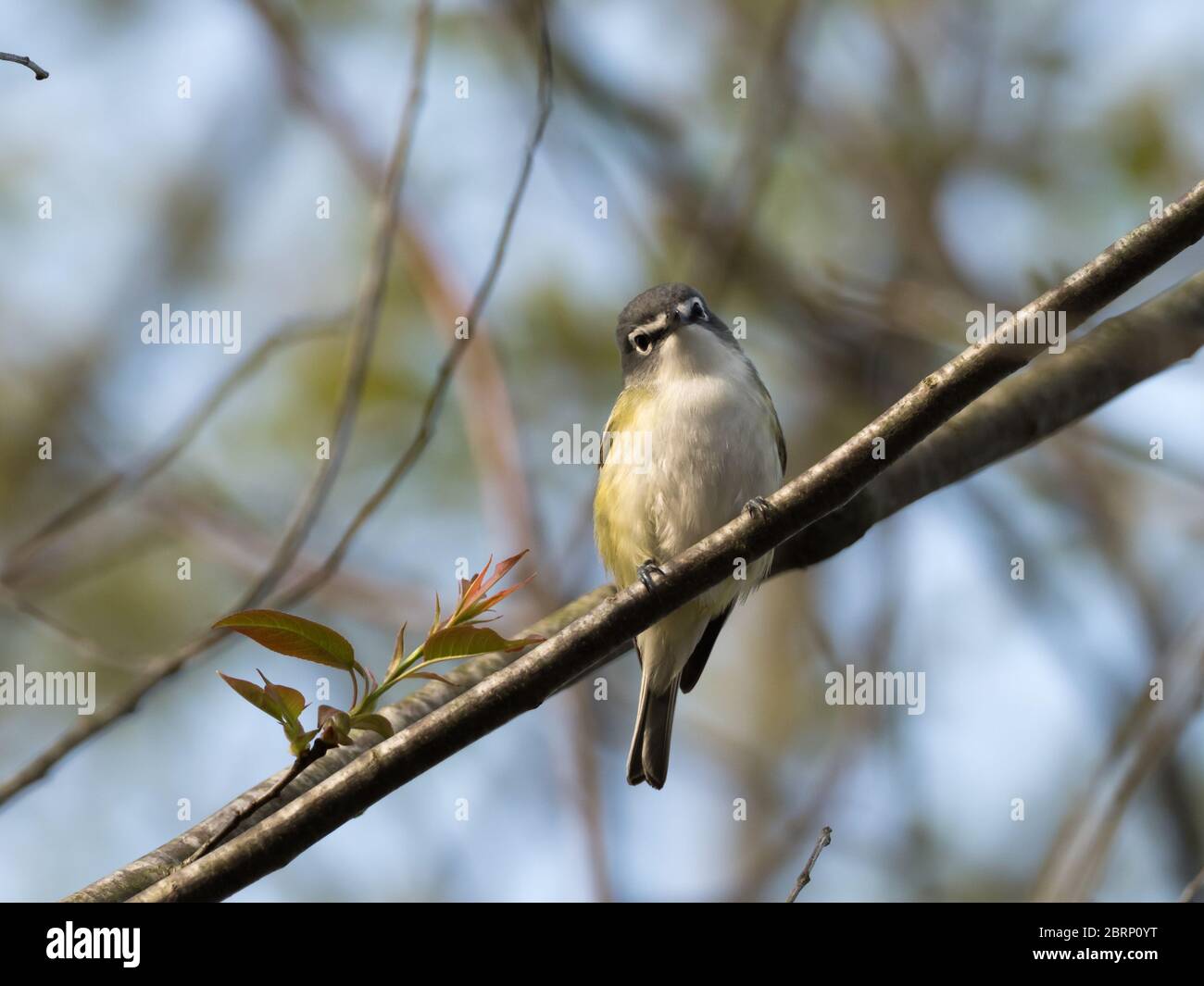 vireo à hématé bleu, Vireo solitarius, un migrant néotropical au Wilderness Centre, Ohio Banque D'Images