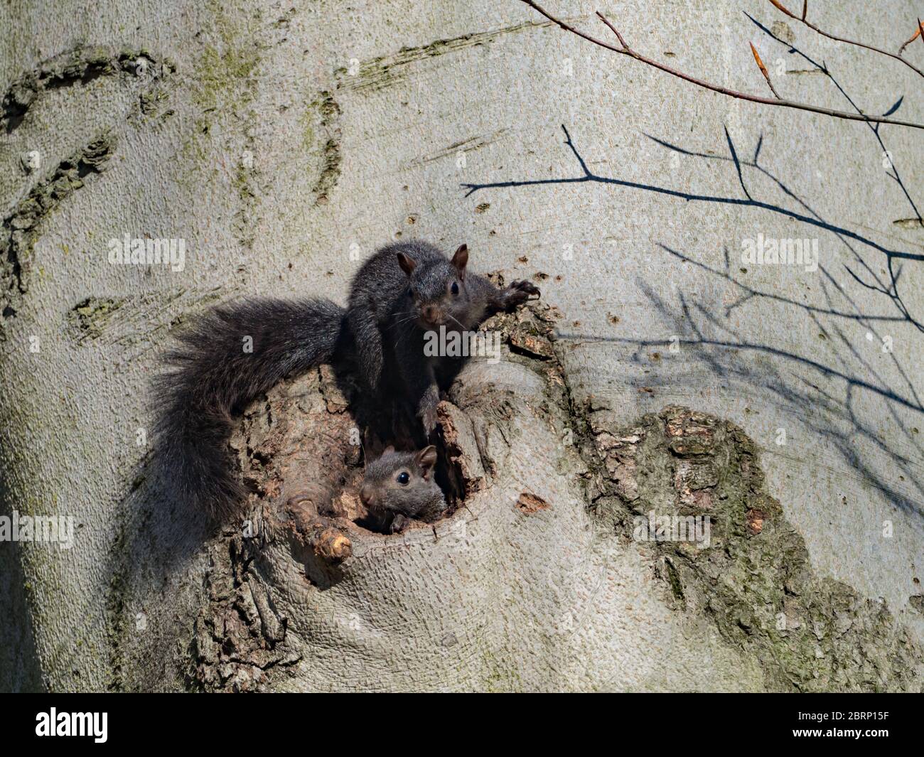 L'écureuil gris de l'est, Sciurus carolinensis, a une phase entièrement noire et est commun dans les forêts de l'Ohio, USA Banque D'Images