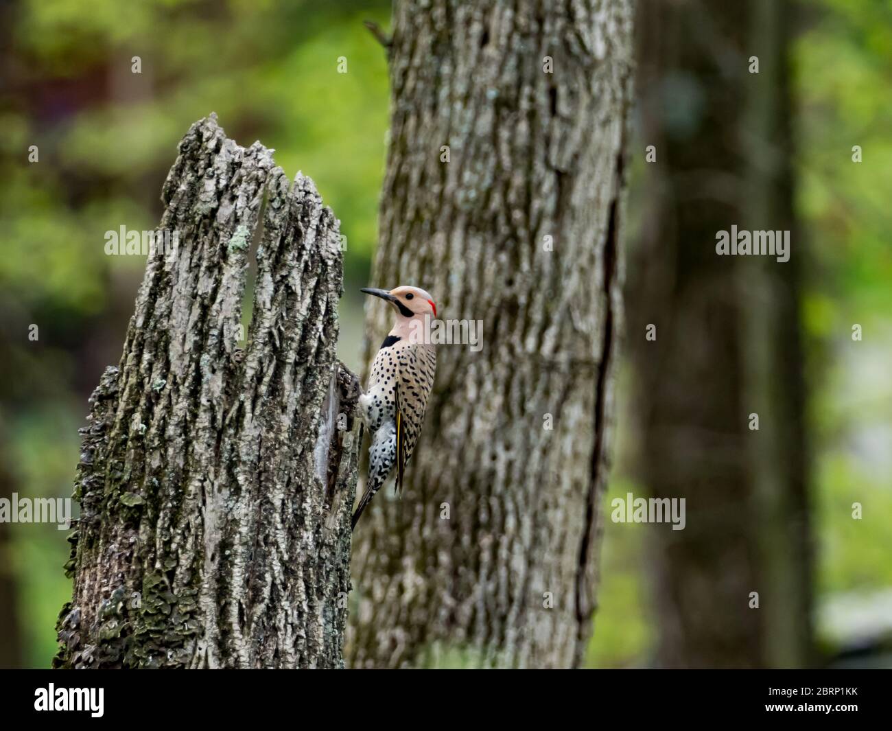 Papillote du Nord, Colaptes auratus, un pic commun en Amérique du Nord Banque D'Images